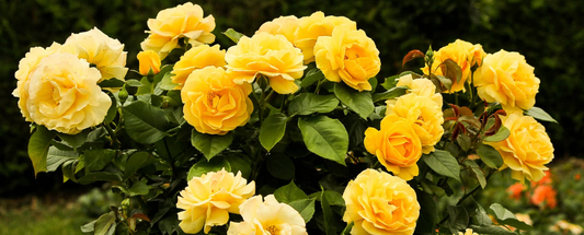 When to Apply Fertiliser: A Guide for Irish Gardeners