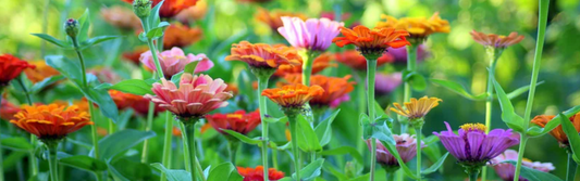 The Essential Role of Potassium Soap in Organic Gardening: A Natural Solution for Garden Care