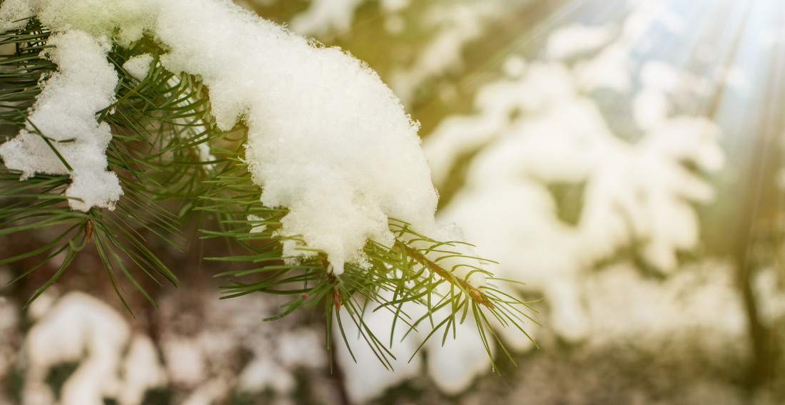 December Gardening Tasks for Irish Gardeners: Preparing for Winter and Beyond