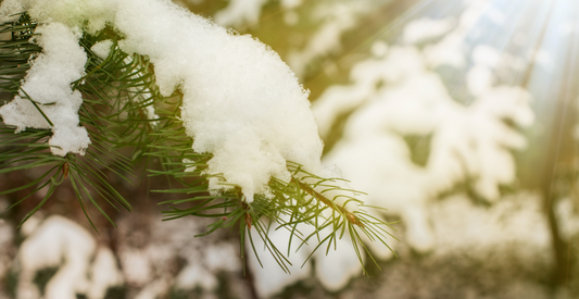 December Gardening Tasks for Irish Gardeners: Preparing for Winter and Beyond